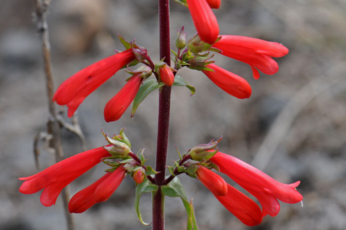 Firecracker Penstemon is a robust hardy Penstemon that grows up to 2 or 3 feet in size. Its showy red flowers are handsomely contrasted with the short green sepals and reddish stems. Penstemon eatonii